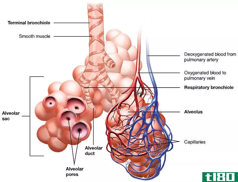 终端(terminal)和呼吸性细支气管(respiratory bronchioles)的区别