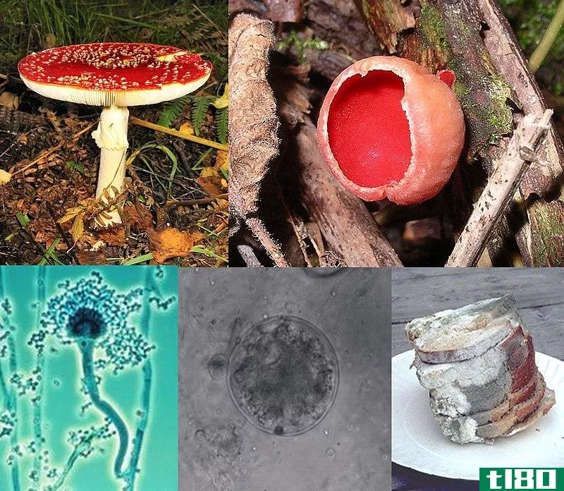 蘑菇(mushrooms)和真菌(fungus)的区别