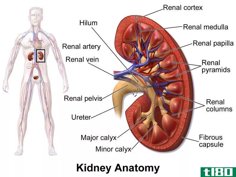 急性肾损伤(acute kidney injury (aki))和慢性肾病(chronic kidney disease (ckd))的区别
