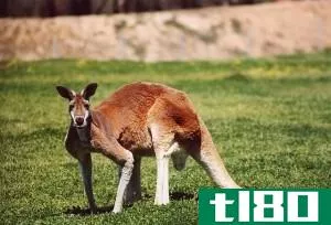 袋鼠(kangaroo)和小袋鼠(wallaby)的区别