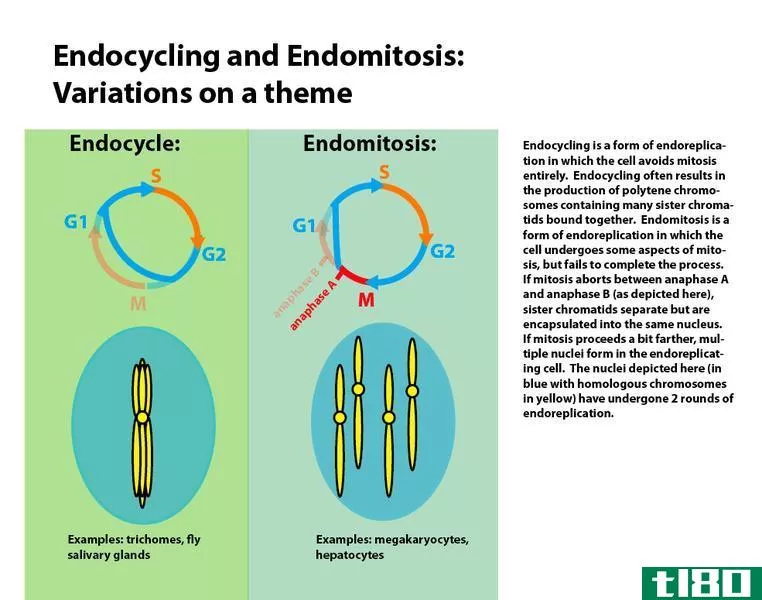 内吞作用(endocytosis)和核内复制(endoreduplication)的区别