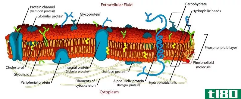 细胞壁(cell wall)和细胞膜(cell membrane)的区别