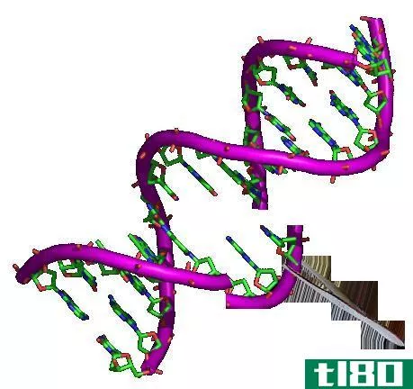 人工选择(artificial selection)和基因工程(genetic engineering)的区别