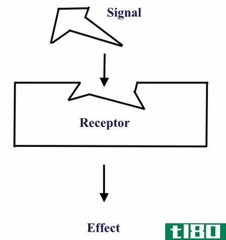 直接的(direct)和间接激素作用(indirect hormone action)的区别