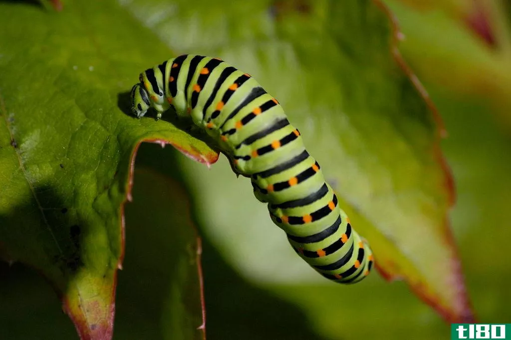 叶蜂幼虫(sawfly larvae)和毛虫(caterpillars)的区别