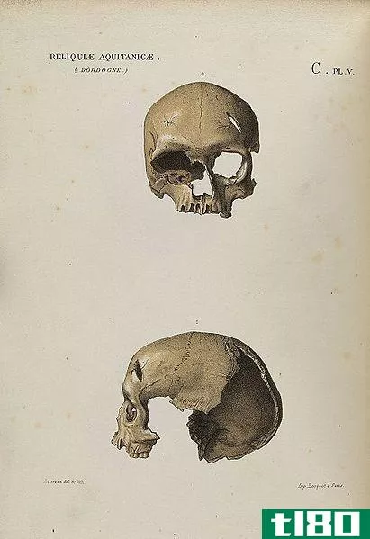 **的(male)和**头骨(female skull)的区别