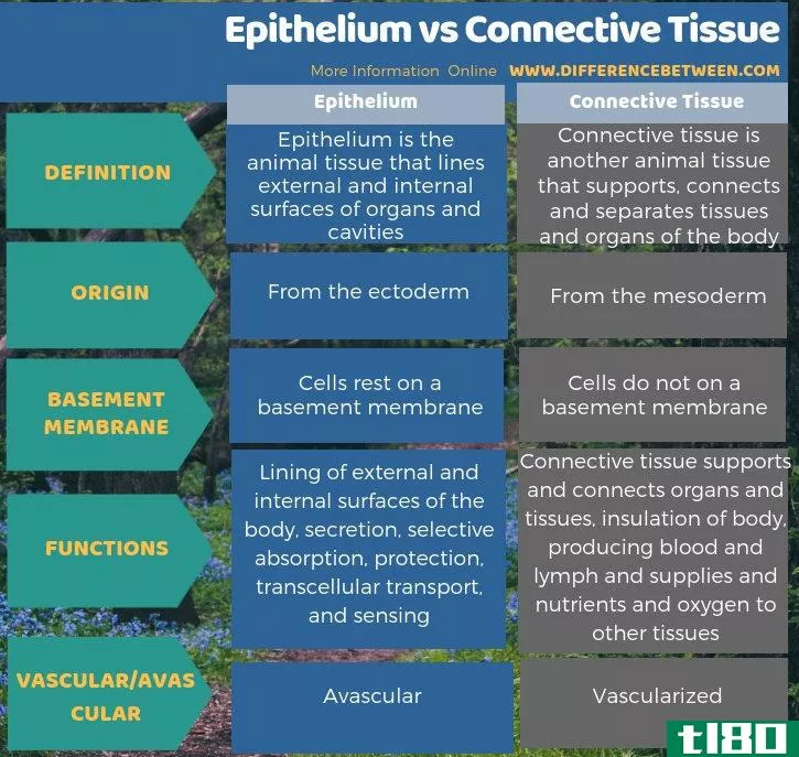 上皮(epithelium)和结缔组织(connective tissue)的区别