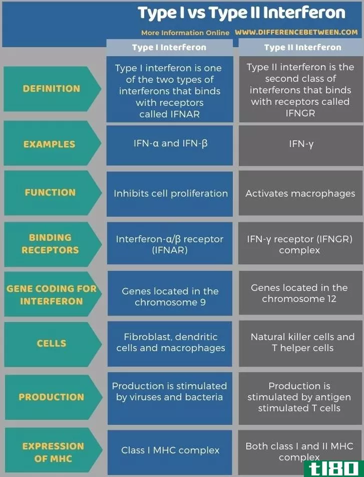 i型(type i)和Ⅱ型干扰素(type ii interferon)的区别