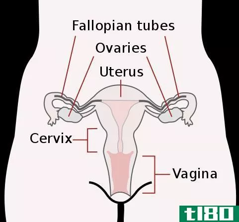 **的(male)和**生殖系统(female reproductive system)的区别