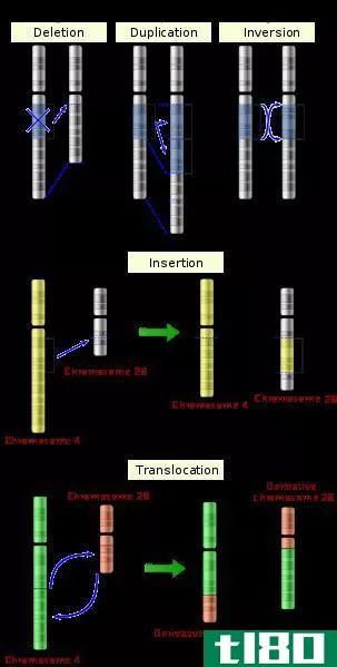 基因突变(gene mutation)和染色体突变(chromosome mutation)的区别