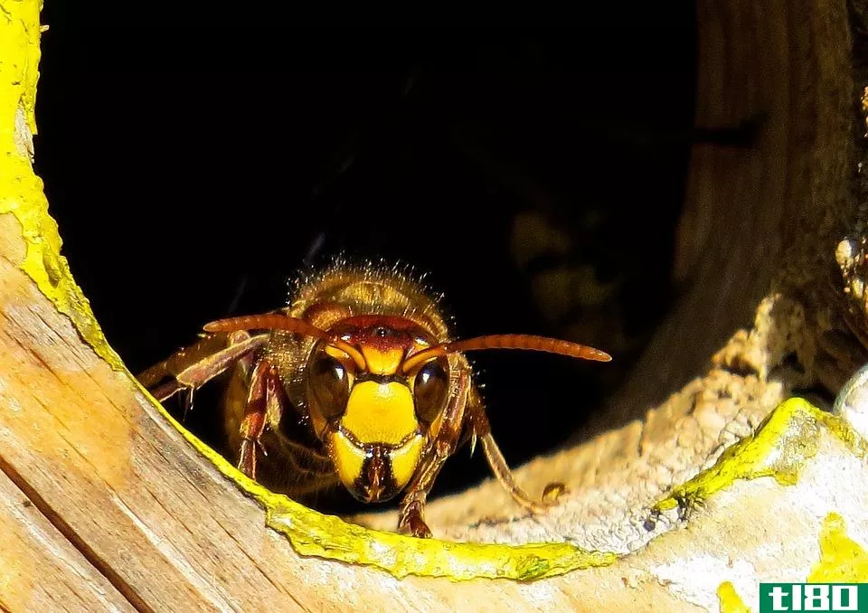 黄蜂(wasp)和大黄蜂(hornet)的区别