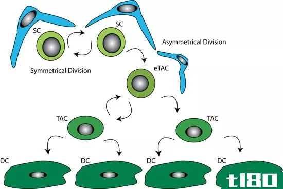 对称的(symmetric)和不对称干细胞分裂(asymmetric stem cell division)的区别
