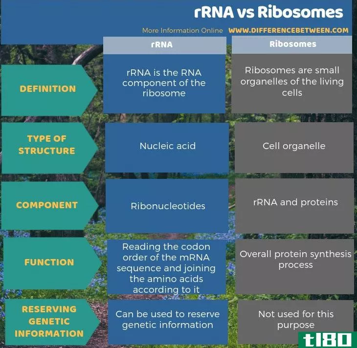 rrna公司(rrna)和核糖体(ribosomes)的区别