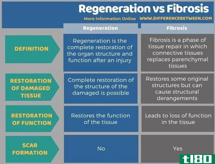 再生(regeneration)和纤维化(fibrosis)的区别