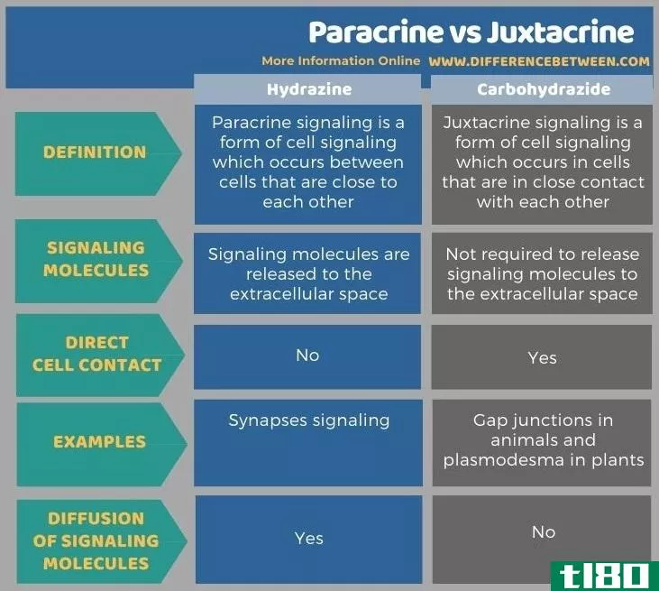 旁分泌(paracrine)和邻分泌(juxtacrine)的区别