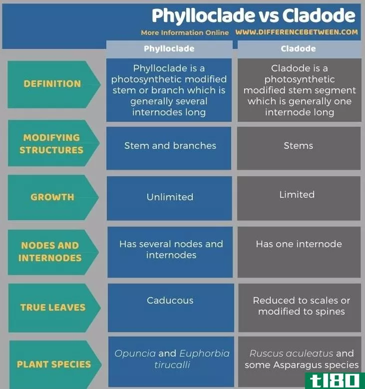 叶绿体(phylloclade)和克拉多德(cladode)的区别