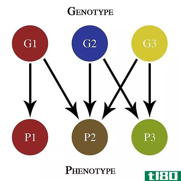 等位基因(allele)和基因型(genotype)的区别