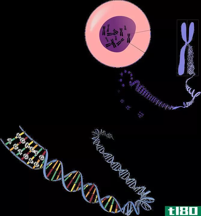 dna(dna)和染色体(chromosome)的区别