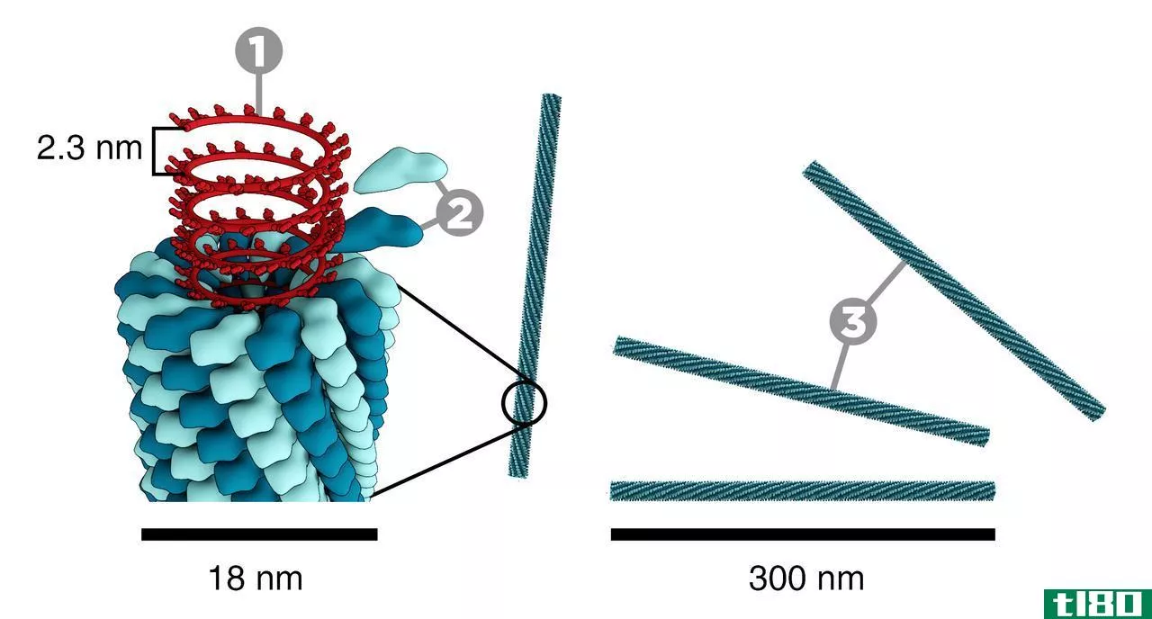 噬菌体(bacteriophage)和tmv公司(tmv)的区别
