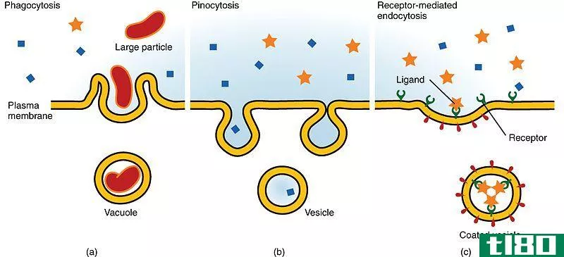 内吞作用(endocytosis)和吞噬作用(phagocytosis)的区别