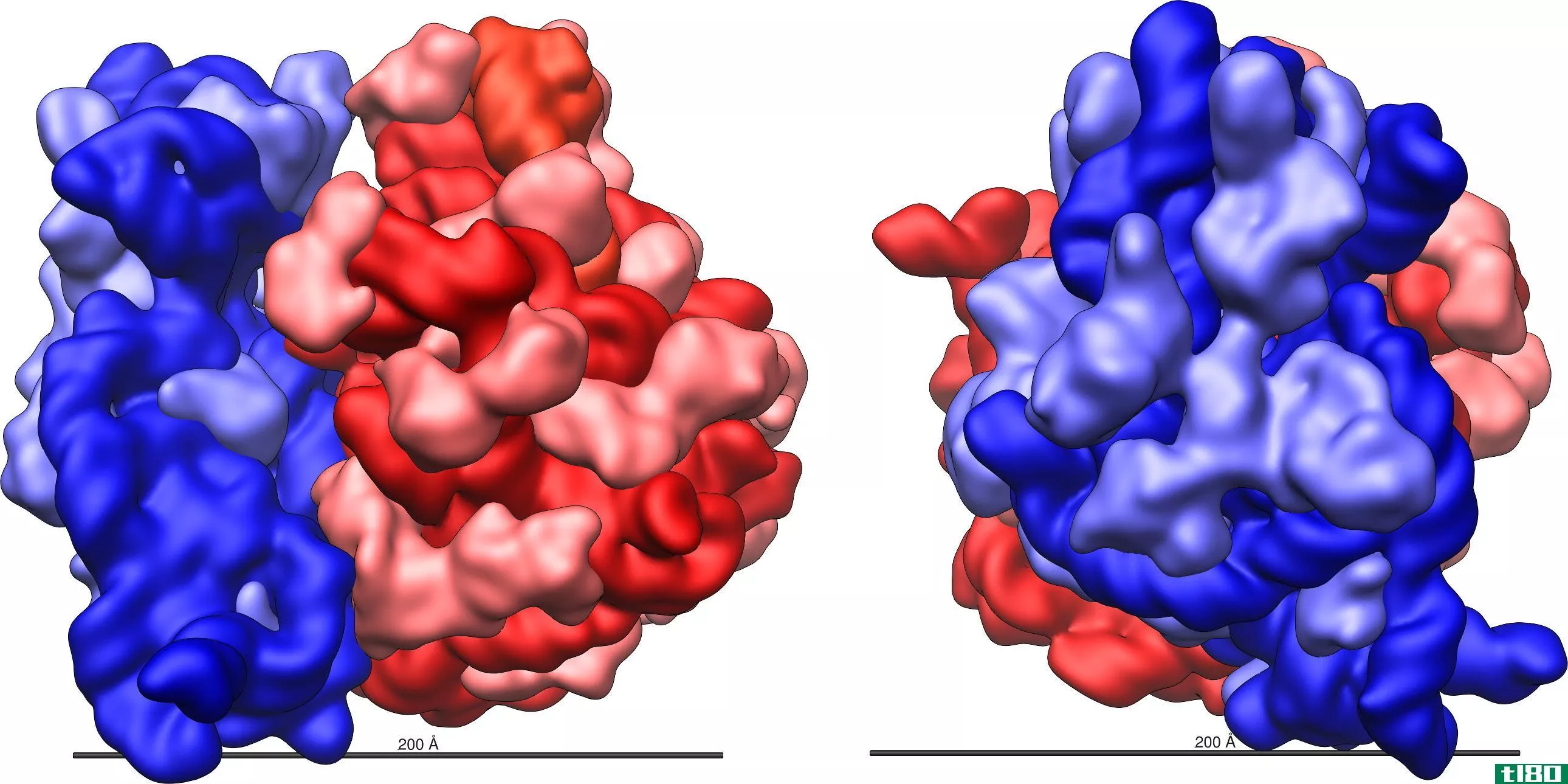 rrna公司(rrna)和核糖体(ribosomes)的区别
