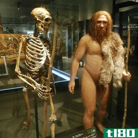 尼安德塔人(neanderthals)和人类(humans)的区别