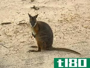 袋鼠(kangaroo)和小袋鼠(wallaby)的区别