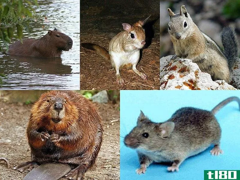 啮齿动物(rodents)和兔形目(lagomorphs)的区别