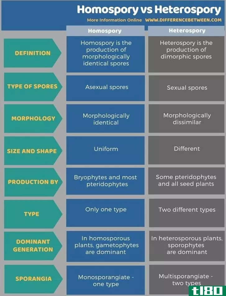 同孢子(homospory)和异孢子(heterospory)的区别