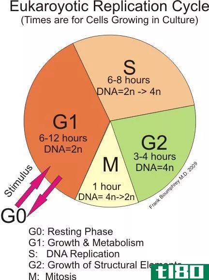 g1和g2(g1 g2)和s相(s phase)的区别