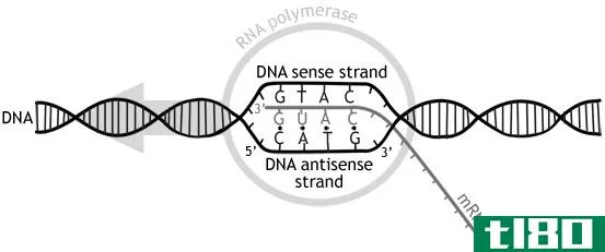 感觉(sense)和反义链(antisense strand)的区别