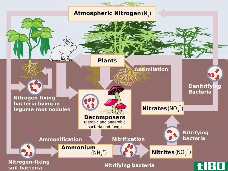 氮气循环(nitrogen cycle)和碳循环(carbon cycle)的区别