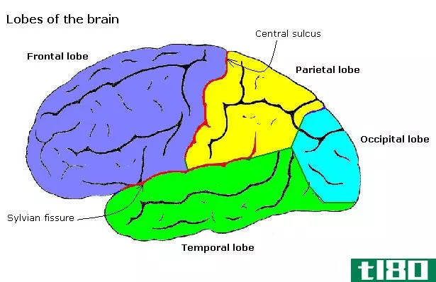 大脑(cerebrum)和小脑(cerebellum)的区别