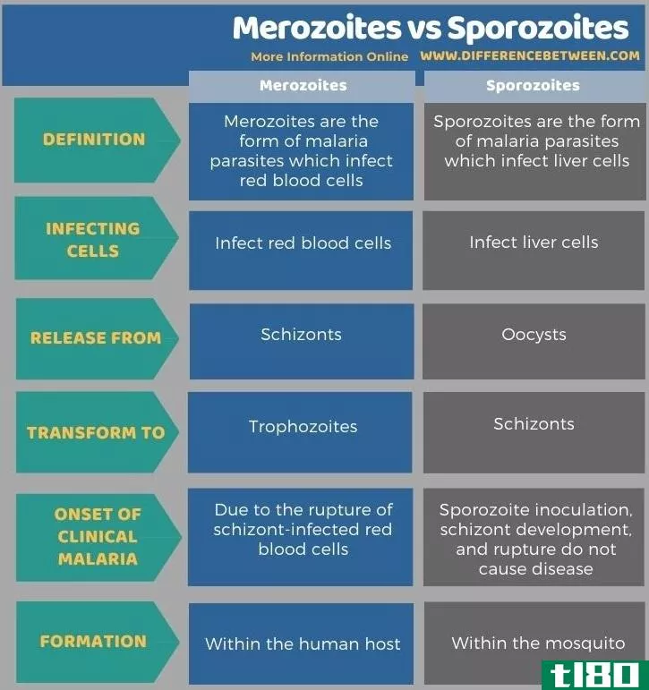裂殖子(merozoites)和孢子体(sporozoites)的区别