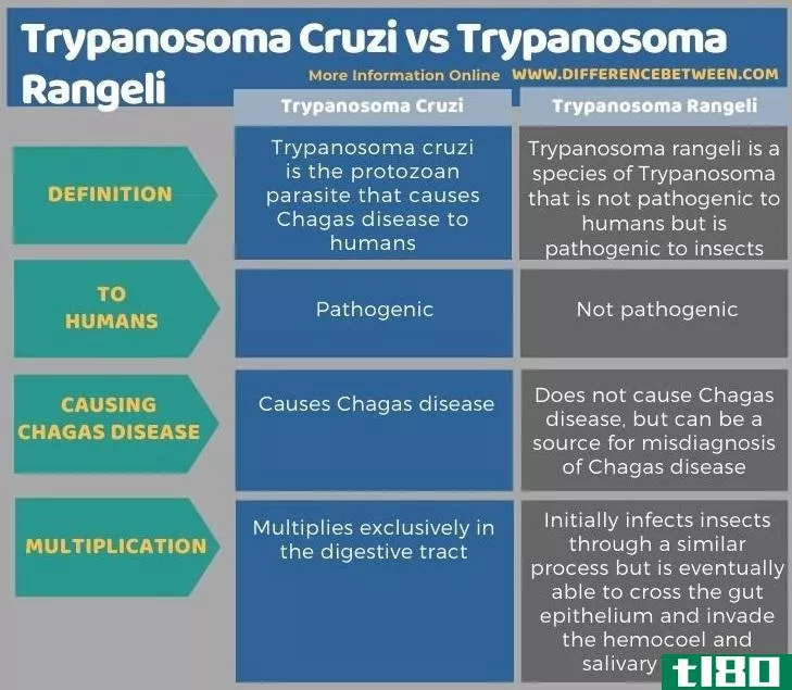 克鲁兹锥虫(trypanosoma cruzi)和兰氏锥虫(trypanosoma rangeli)的区别