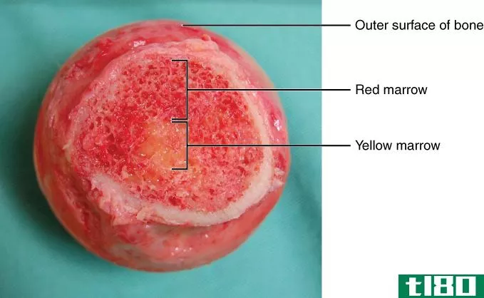 红色(red)和黄色骨髓(yellow bone marrow)的区别