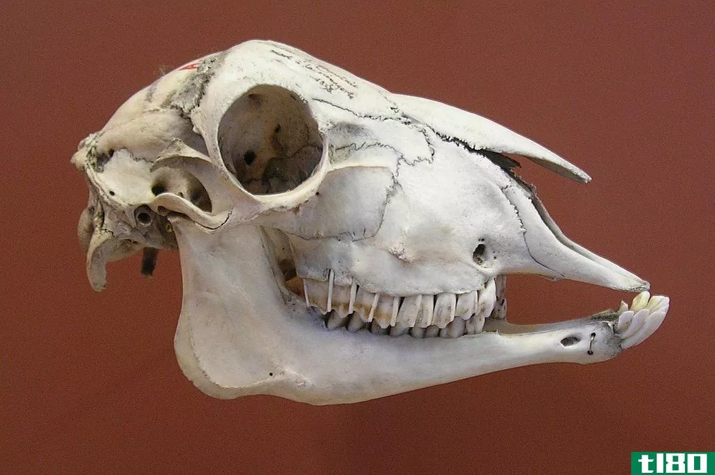 食草动物(herbivores)和食肉动物的牙齿(carnivores teeth)的区别