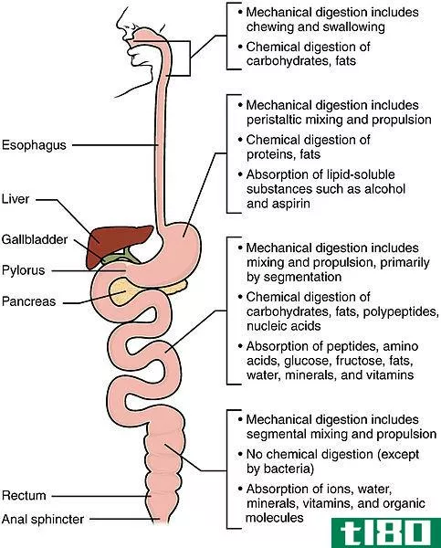机械消化(mechanical digestion)和化学消化(chemical digestion)的区别