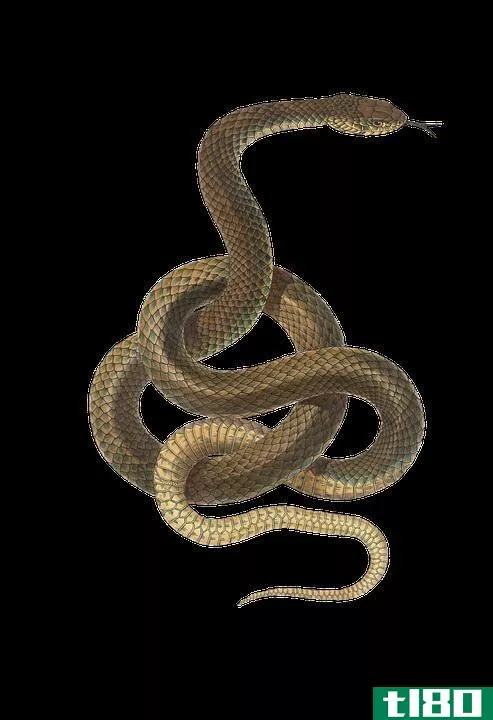 四肢两栖动物(limbless amphibians)和蛇(snakes)的区别