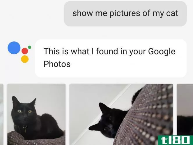 google assistant cat