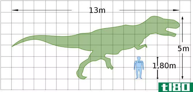 animal human size comparis***