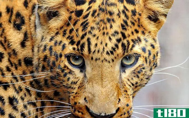Wild Cheetah Close Up on Eyes