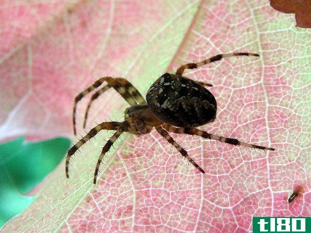 Spider on a Wild Leaf Close Up