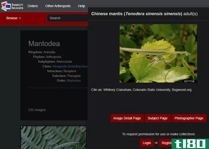 Insect Images Site
