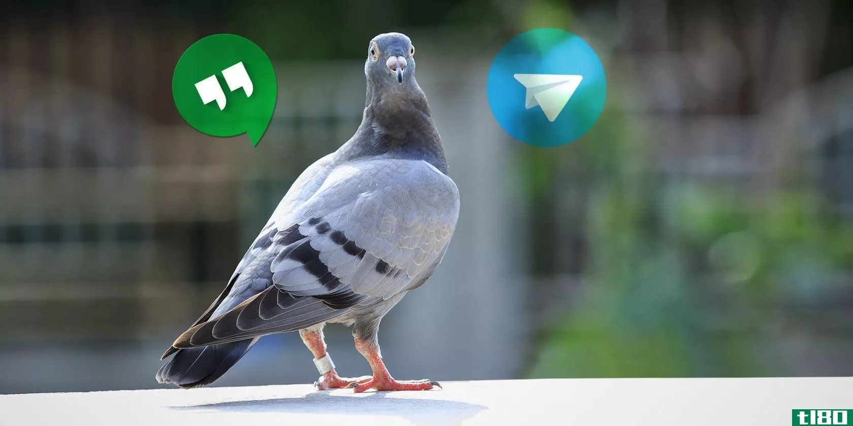 pigeon-messaging-services-featured