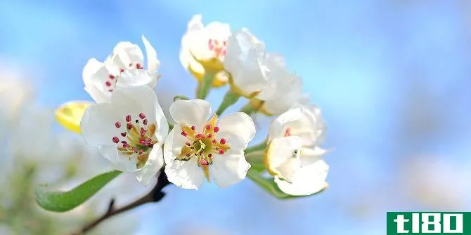 tree blossom closeup