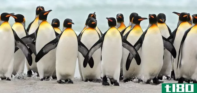 Penguins waddling