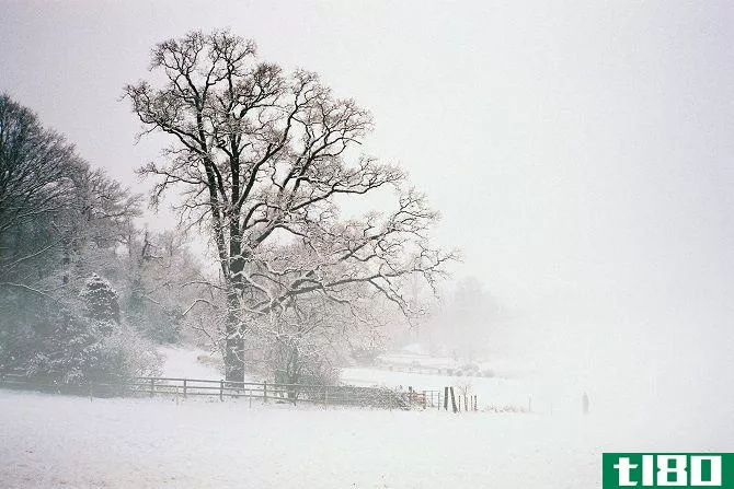 Snowy Winter Landscape Scene