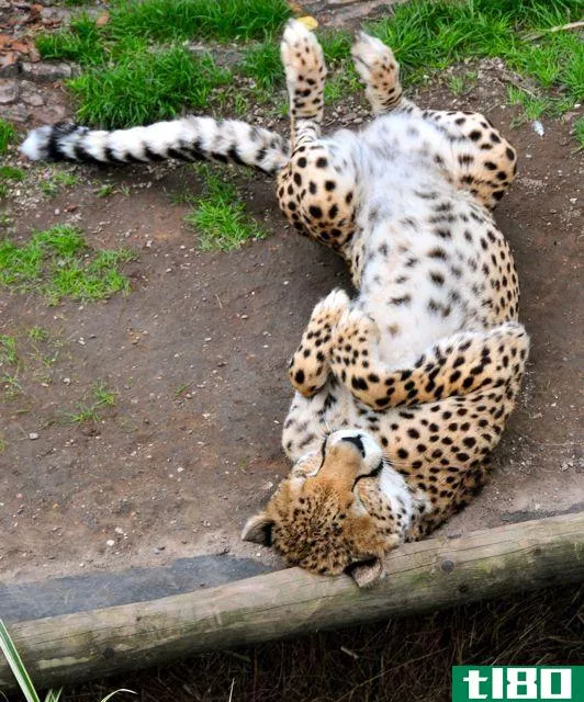 Playful Cheetah Rolling Over in the Dirt