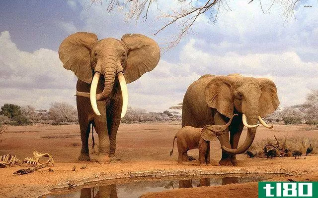 Wild Elephants in the African Savannah